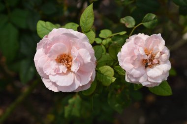 Pembe gül arka planı. Güzel pastel gül bahçesi, yakın plan, çiçek, doğa, kamelya gülü, sevgililer günü gülü, çiçek, bahar zamanı, yaz, botanik, meditasyon, huzur, farkındalık, tefekkür