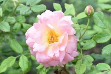 Pembe gül arka planı. Güzel pastel gül bahçesi, yakın plan, çiçek, doğa, kamelya gülü, sevgililer günü gülü, çiçek, bahar zamanı, yaz, botanik, meditasyon, huzur, farkındalık, tefekkür