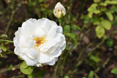 Pembe gül arka planı. Güzel pastel gül bahçesi, yakın plan, çiçek, doğa, kamelya gülü, sevgililer günü gülü, çiçek, bahar zamanı, yaz, botanik, meditasyon, huzur, farkındalık, tefekkür