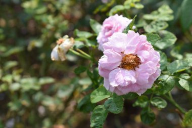 Pembe gül arka planı. Güzel pastel gül bahçesi, yakın plan, çiçek, doğa, kamelya gülü, sevgililer günü gülü, çiçek, bahar zamanı, yaz, botanik, meditasyon, huzur, farkındalık, tefekkür