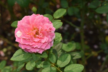 Pembe gül arka planı. Güzel pastel gül bahçesi, yakın plan, çiçek, doğa, kamelya gülü, sevgililer günü gülü, çiçek, bahar zamanı, yaz, botanik, meditasyon, huzur, farkındalık, tefekkür