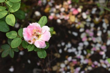 Pembe gül arka planı. Güzel pastel gül bahçesi, yakın plan, çiçek, doğa, kamelya gülü, sevgililer günü gülü, çiçek, bahar zamanı, yaz, botanik, meditasyon, huzur, farkındalık, tefekkür