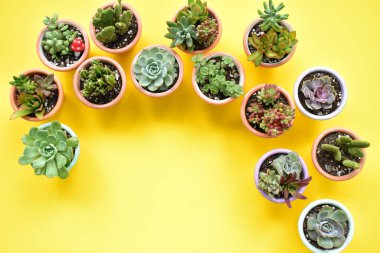 Sulu ve kaktüs tencereleri yakın, düz, düz, üst manzara, güneşli, bahçe, taze ve ılık, çiçek, bitki konsepti, botanik, ev dekorasyonu, yeşil, bitki, yaz, parlak sarı arka plan