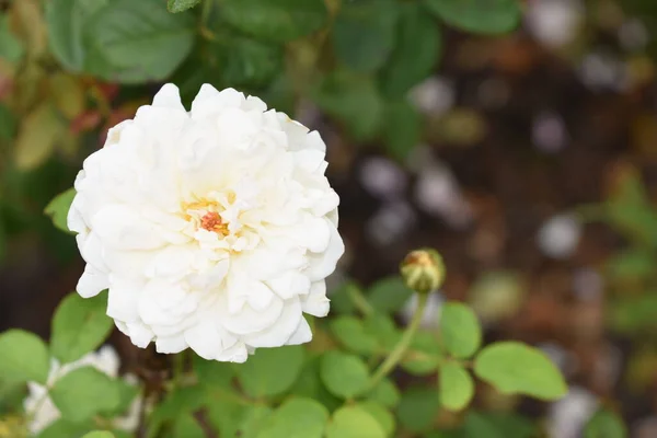 Gyönyörű Fehér Rózsák Kertben Közelről Tavasz Virágzás Virágzás Rózsa Elszigetelt — Stock Fotó