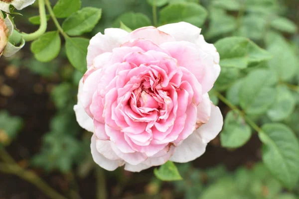 Rosa Ros Bakgrund Vacker Pastell Ros Trädgård Närbild Blomma Natur — Stockfoto