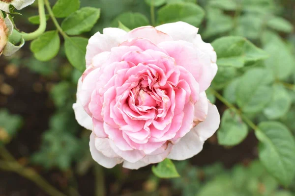 Pink rose background. Beautiful pastel rose garden, close up, blossom, flower, nature, camellia rose, valentine rose, blossom, spring time, summer,  botany, meditation, peace, mindfulness, contemplation