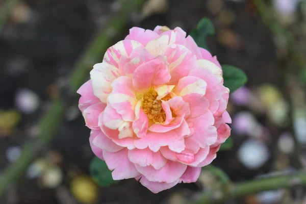 Fond Rose Rose Belle Roseraie Pastel Gros Plan Fleur Fleur — Photo