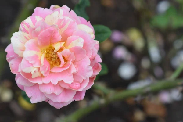 Pink rose background. Beautiful pastel rose garden, close up, blossom, flower, nature, camellia rose, valentine rose, blossom, spring time, summer,  botany, meditation, peace, mindfulness, contemplation