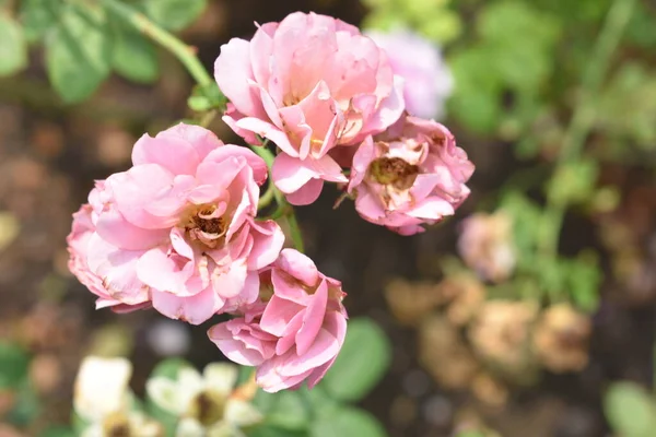 Fondo Rosa Rosado Hermoso Jardín Rosas Pastel Primer Plano Flor — Foto de Stock