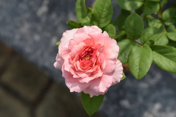 Pink rose background. Beautiful pastel rose garden, close up, blossom, flower, nature, camellia rose, valentine rose, blossom, spring time, summer,  botany, meditation, peace, mindfulness, contemplation