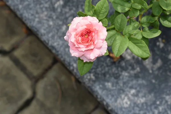 粉色玫瑰背景 美丽的月桂花花园 茶花玫瑰 情人节玫瑰 植物学 — 图库照片