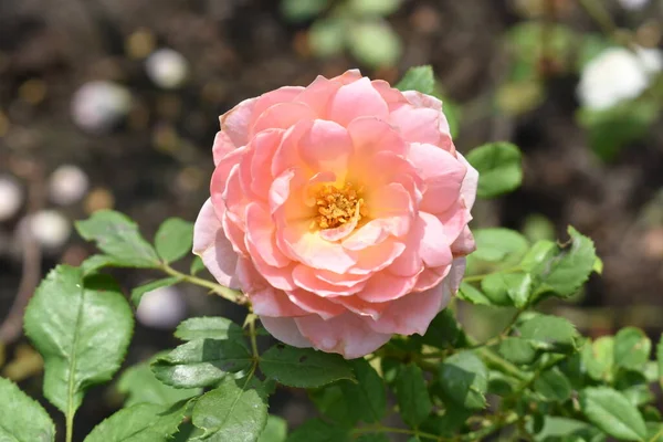 Hintergrund Rosa Rose Schöner Pastellfarbener Rosengarten Nahaufnahme Blüte Blume Natur — Stockfoto