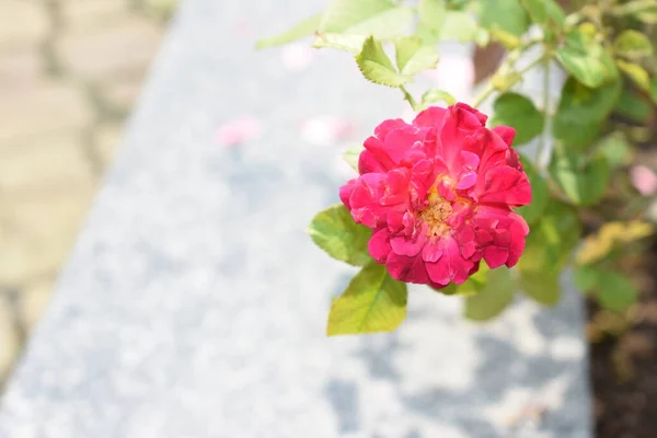 橙色的玫瑰背景 美丽的月桂花花园 茶花玫瑰 情人节玫瑰 植物学 — 图库照片