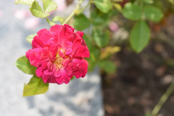 Pink rose background. Beautiful pastel rose garden, close up, blossom, flower, nature, camellia rose, valentine rose, blossom, spring time, summer,  botany, meditation, peace, mindfulness, contemplation