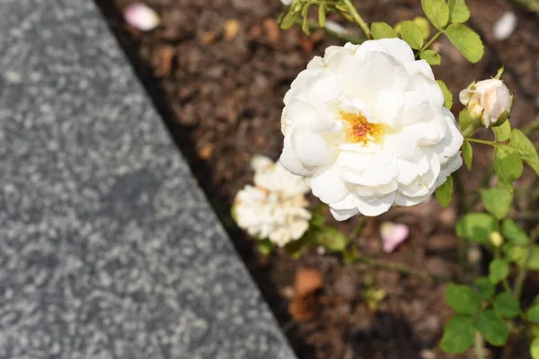 Różowa Róża Tle Piękny Pastelowy Ogród Różany Zbliżenie Kwiat Kwiat — Zdjęcie stockowe