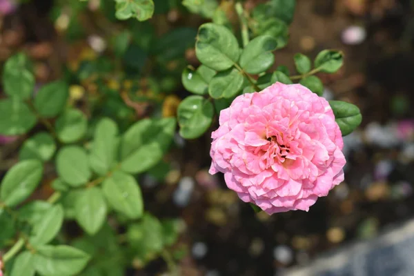 Fondo Rosa Rosado Hermoso Jardín Rosas Pastel Primer Plano Flor — Foto de Stock