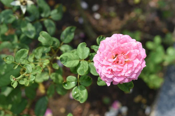 Rosa Rosa Fundo Belo Jardim Rosas Pastel Close Flor Flor — Fotografia de Stock