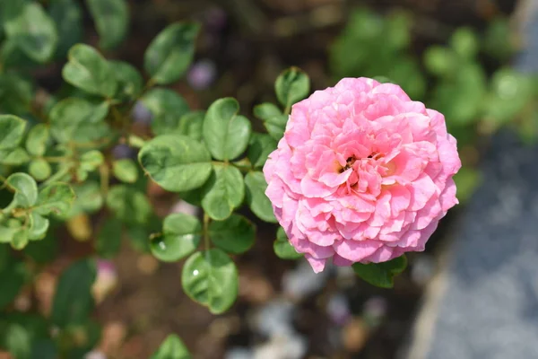 Pink rose background. Beautiful pastel rose garden, close up, blossom, flower, nature, camellia rose, valentine rose, blossom, spring time, summer,  botany, meditation, peace, mindfulness, contemplation