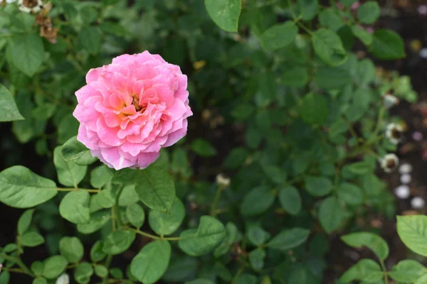 Różowa Róża Tle Piękny Pastelowy Ogród Różany Zbliżenie Kwiat Kwiat — Zdjęcie stockowe