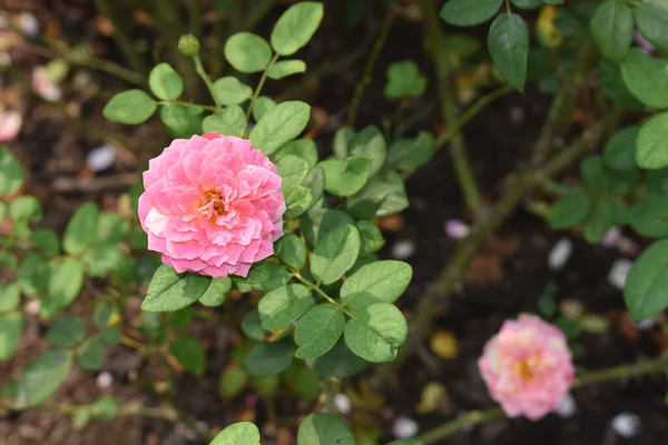 Fondo Rosa Rosado Hermoso Jardín Rosas Pastel Primer Plano Flor — Foto de Stock