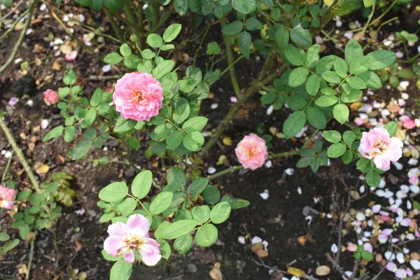 Rózsaszín Rózsa Háttér Gyönyörű Pasztell Rózsa Kert Közelről Virágzás Virág — Stock Fotó