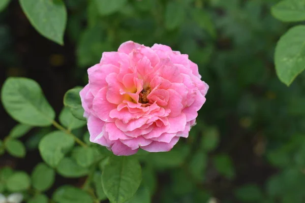 Pink rose background. Beautiful pastel rose garden, close up, blossom, flower, nature, camellia rose, valentine rose, blossom, spring time, summer,  botany, meditation, peace, mindfulness, contemplation