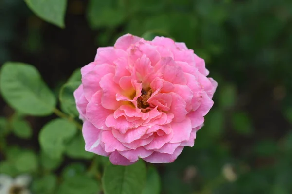 Hintergrund Rosa Rose Schöner Pastellfarbener Rosengarten Nahaufnahme Blüte Blume Natur — Stockfoto