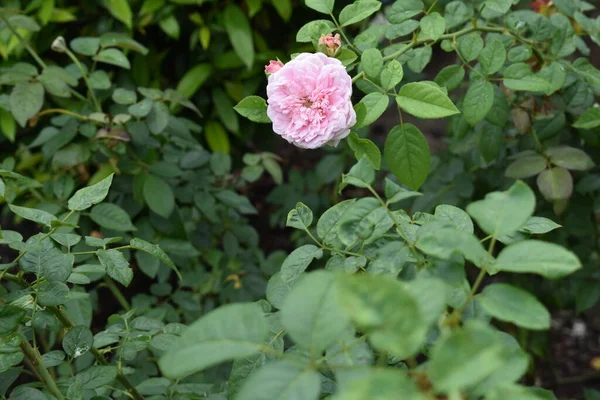 粉色玫瑰背景 美丽的月桂花花园 茶花玫瑰 情人节玫瑰 植物学 — 图库照片