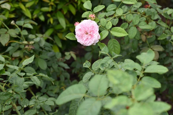 粉色玫瑰背景 美丽的月桂花花园 茶花玫瑰 情人节玫瑰 植物学 — 图库照片