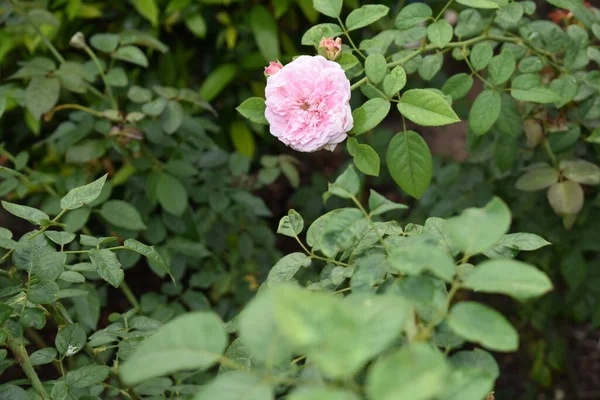 Hintergrund Rosa Rose Schöner Pastellfarbener Rosengarten Nahaufnahme Blüte Blume Natur — Stockfoto