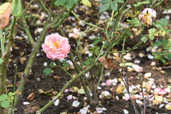 Pink Rose Background Beautiful Pastel Rose Garden Close Blossom Flower — Stock Photo, Image