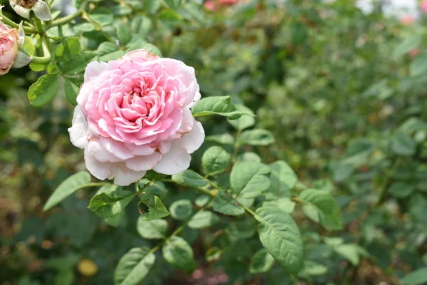 Hintergrund Rosa Rose Schöner Pastellfarbener Rosengarten Nahaufnahme Blüte Blume Natur — Stockfoto
