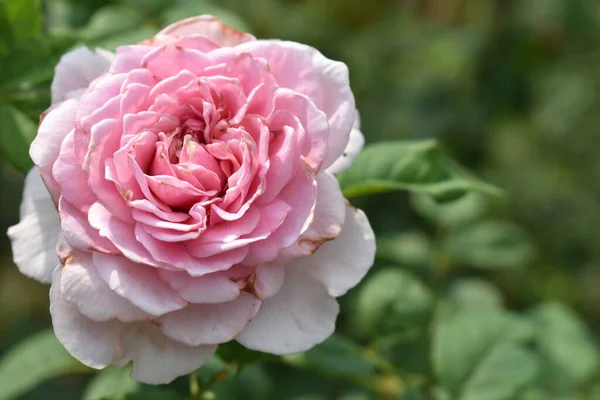 Pink rose background. Beautiful pastel rose garden, close up, blossom, flower, nature, camellia rose, valentine rose, blossom, spring time, summer,  botany, meditation, peace, mindfulness, contemplation