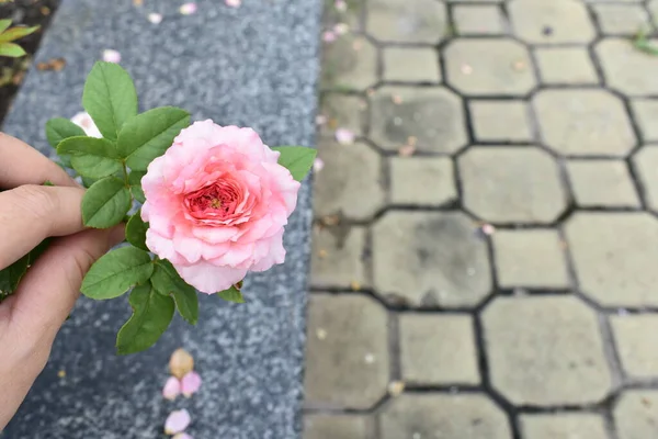 Roze Roos Achtergrond Mooie Pastel Rozentuin Close Bloesem Bloem Natuur — Stockfoto