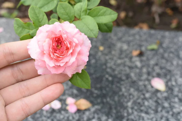 Rózsaszín Rózsa Háttér Gyönyörű Pasztell Rózsa Kert Közelről Virágzás Virág — Stock Fotó