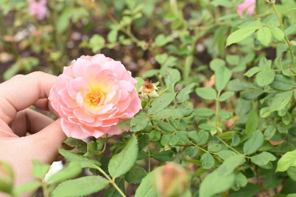 Розовый Розовый Фон Розовый Сад Крупный План Багсом Цветок Природа — стоковое фото