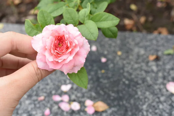 粉色玫瑰背景 美丽的月桂花花园 茶花玫瑰 情人节玫瑰 植物学 — 图库照片