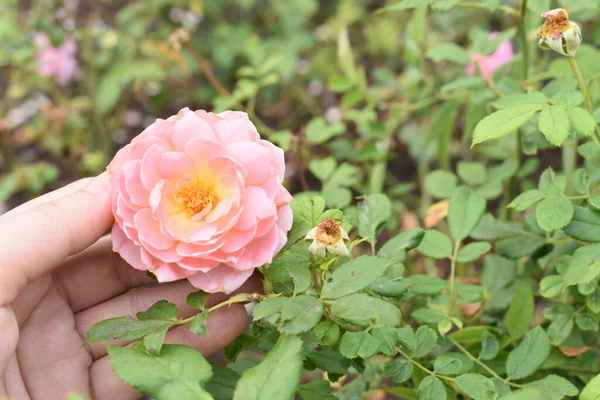 Rosa Rosa Fundo Belo Jardim Rosas Pastel Close Flor Flor — Fotografia de Stock