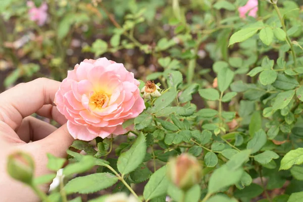 Рожевий Трояндовий Фон Прекрасний Пастельний Сад Троянд Крупним Планом Квітка — стокове фото