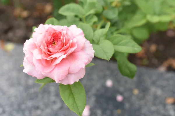 Rosa Rosa Fundo Belo Jardim Rosas Pastel Close Flor Flor — Fotografia de Stock