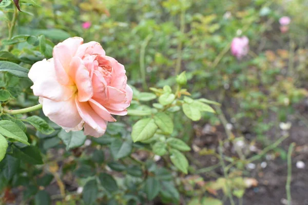 Pink rose background. Beautiful pastel rose garden, close up, blossom, flower, nature, camellia rose, valentine rose, blossom, spring time, summer,  botany, meditation, peace, mindfulness, contemplation