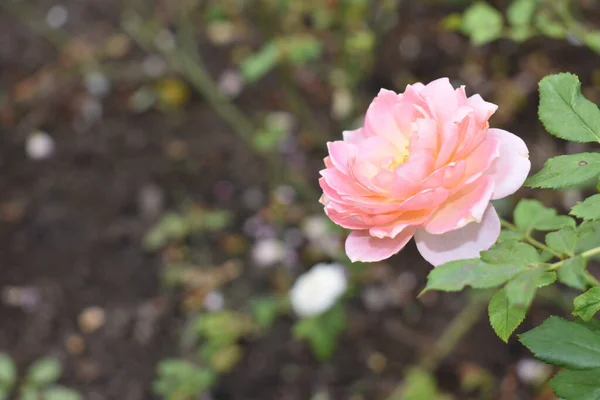 Рожевий Трояндовий Фон Прекрасний Пастельний Сад Троянд Крупним Планом Квітка — стокове фото