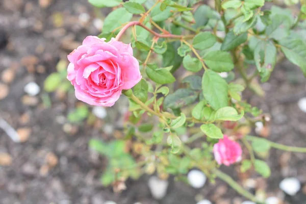 ピンクのバラの背景 美しいパステルローズガーデン クローズアップ 椿ローズ バレンタインローズ 春の時間 マインドフルネス — ストック写真