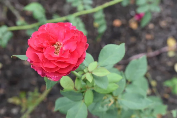 Rosa Rosa Fundo Belo Jardim Rosas Pastel Close Flor Flor — Fotografia de Stock