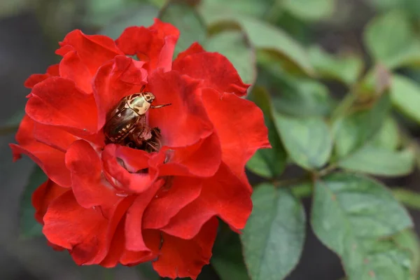 Red rose background. Beautiful pastel rose garden, close up, blossom, flower, nature, camellia rose, valentine rose, blossom, spring time, summer,  botany, meditation, peace, mindfulness, contemplation