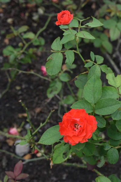 红玫瑰背景 美丽的月桂花花园 茶花玫瑰 情人节玫瑰 植物学 — 图库照片