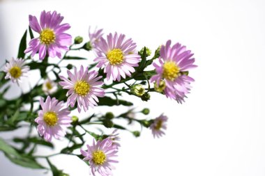 Güzel Avrupalı Michaelmas Daisy düzenleme sarmal defter, beyaz kağıt arka plan, güneşli, sıcak, romantik, düz yatak, üst görünüm