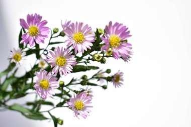 Güzel Avrupalı Michaelmas Daisy düzenleme sarmal defter, beyaz kağıt arka plan, güneşli, sıcak, romantik, düz yatak, üst görünüm