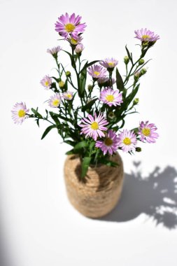 Güzel Avrupa Michaelmas kompozisyonu, menekşe çiçekleri düzlük, üst manzara, romantik konsept, güneş ışığı, sonbahar