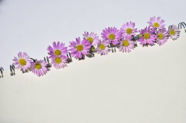 Güzel Avrupalı Michaelmas Daisy düzenleme sarmal defter, beyaz kağıt arka plan, güneşli, sıcak, romantik, düz yatak, üst görünüm